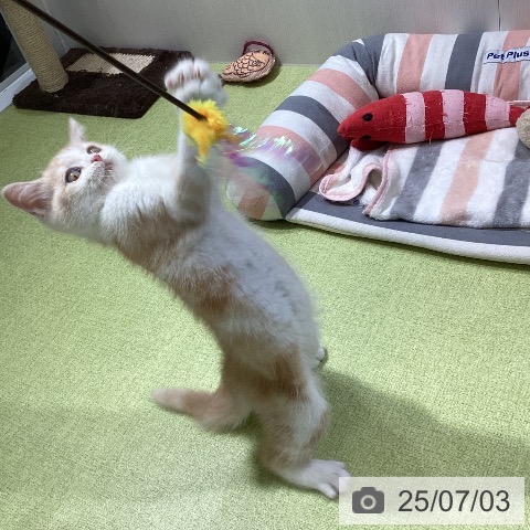 スコティッシュフォールドの写真