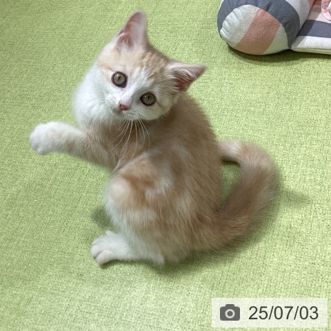 スコティッシュフォールドの写真