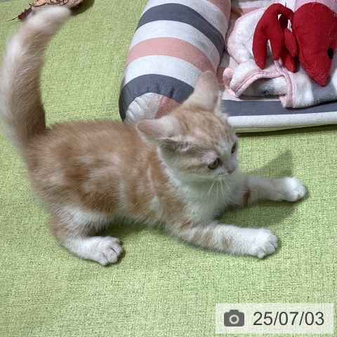スコティッシュフォールドの写真