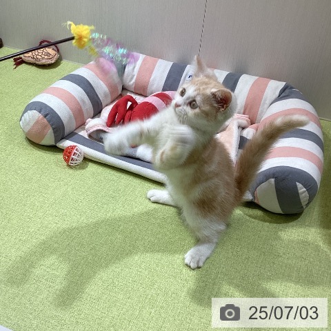 スコティッシュフォールドの写真