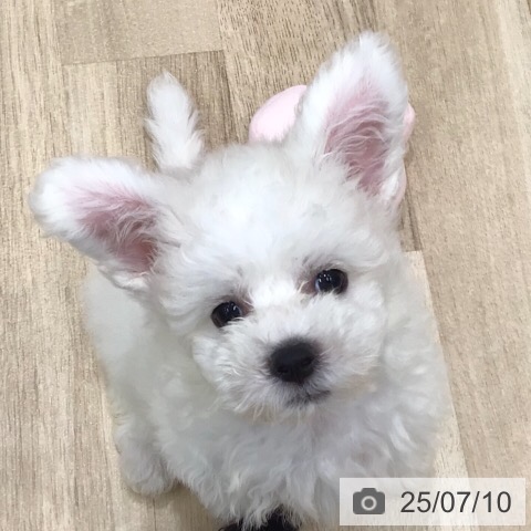 ビション・フリーゼの写真