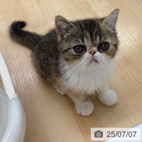 エキゾチックの写真