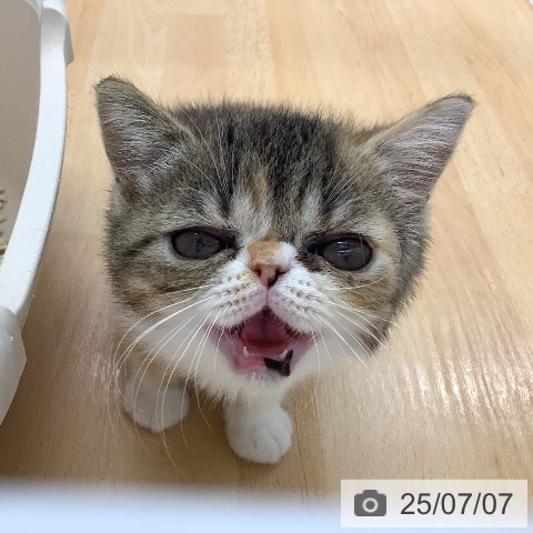 エキゾチックの写真