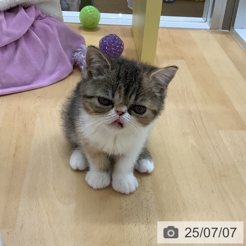 エキゾチックの写真