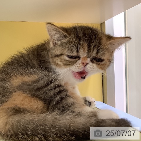 エキゾチックの写真