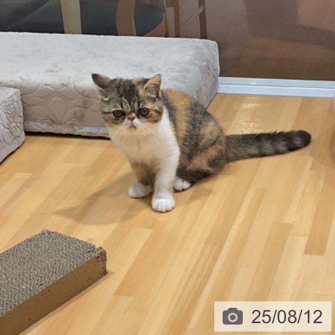 エキゾチックの写真
