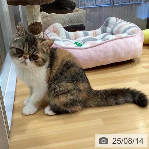 エキゾチックの写真