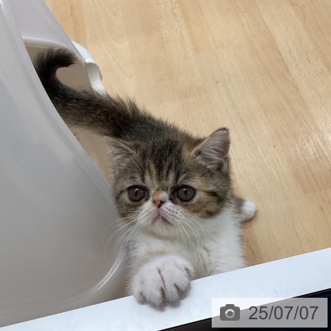 エキゾチックの写真