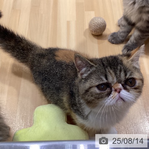 エキゾチックの写真