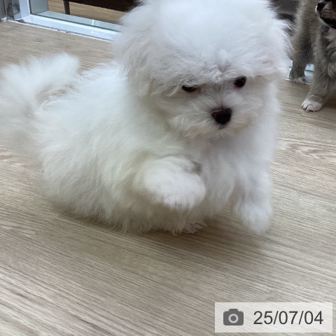 マルチーズの写真