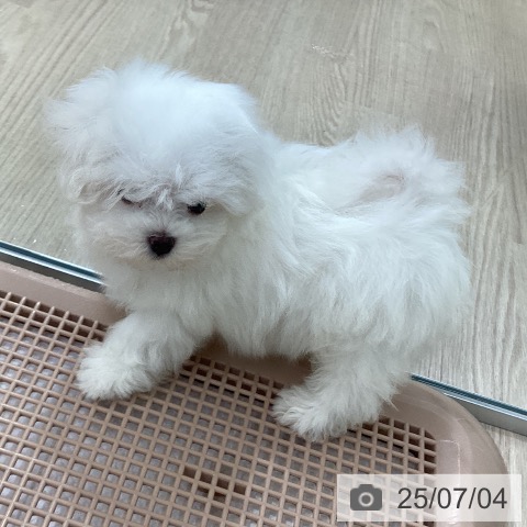 マルチーズの写真