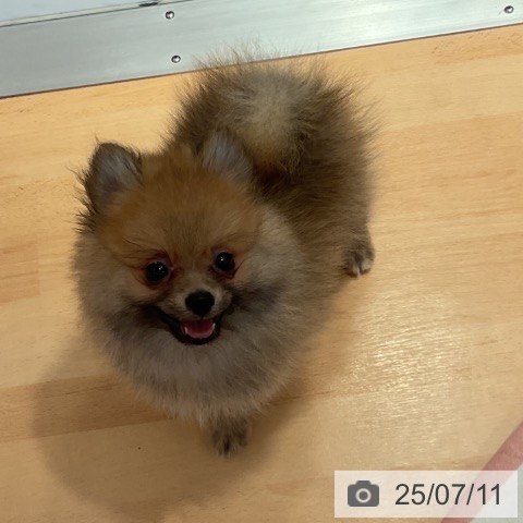 ポメラニアンの写真