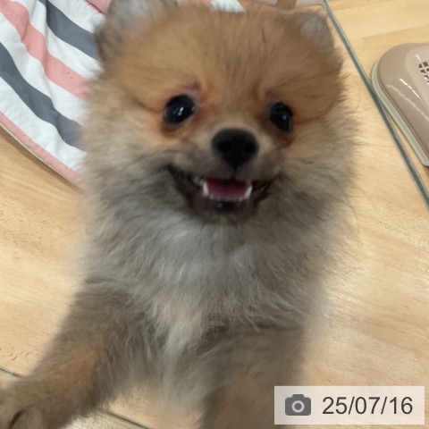 ポメラニアンの写真