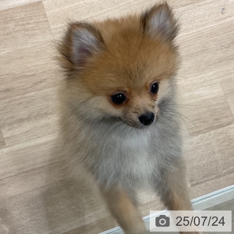 ポメラニアンの写真