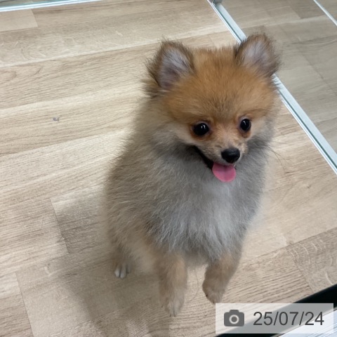 ポメラニアンの写真