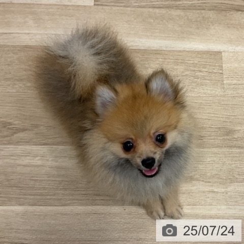 ポメラニアンの写真