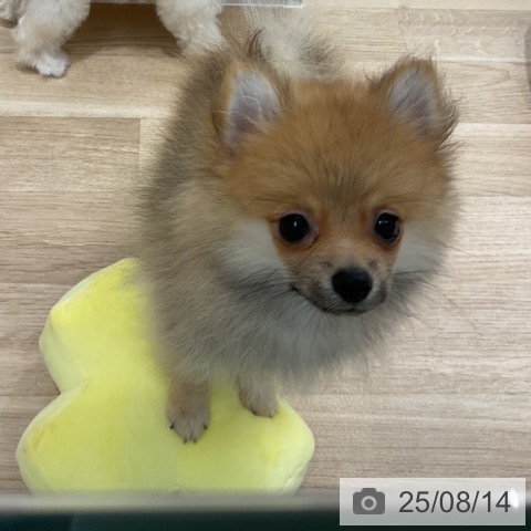 ポメラニアンの写真