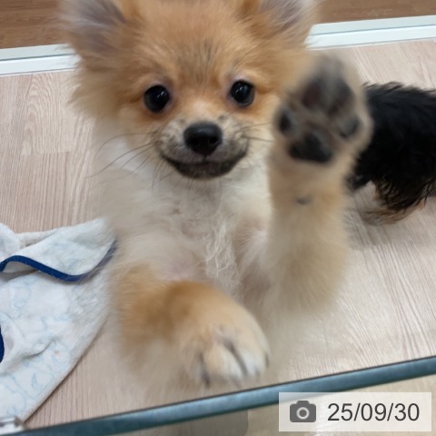 ポメラニアンの写真