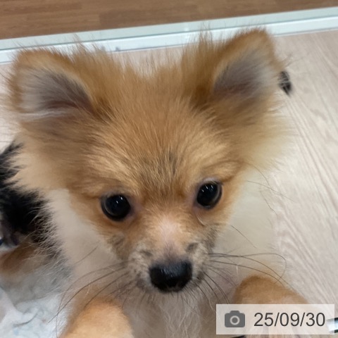 ポメラニアンの写真