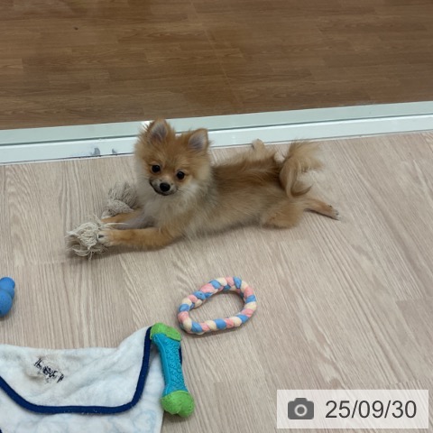 ポメラニアンの写真