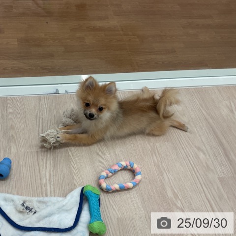 ポメラニアンの写真