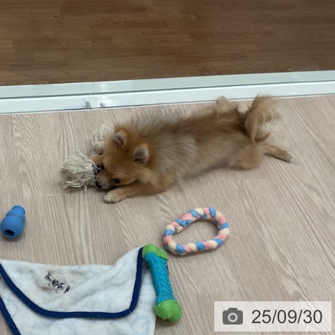 ポメラニアンの写真