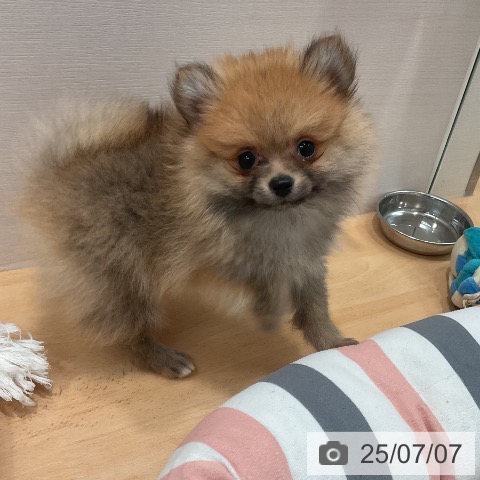 ポメラニアンの写真