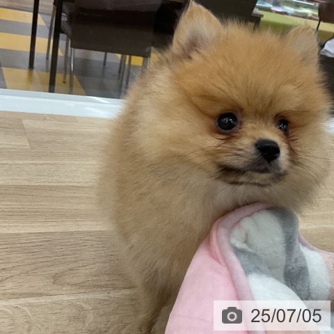 ポメラニアンの写真