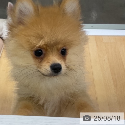 ポメラニアンの写真