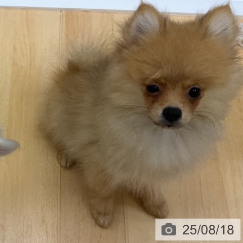 ポメラニアンの写真