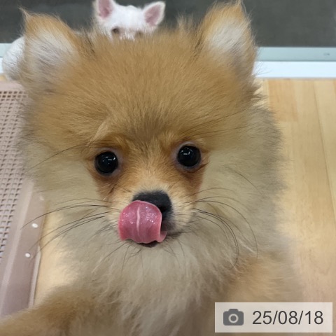 ポメラニアンの写真