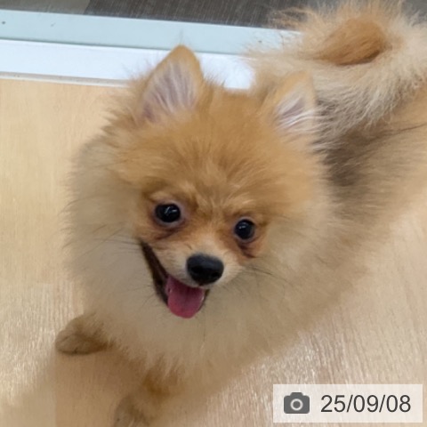 ポメラニアンの写真
