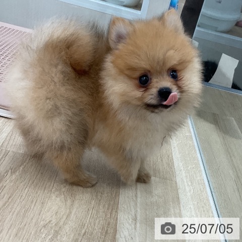 ポメラニアンの写真