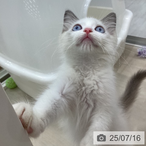 ラグドールの写真