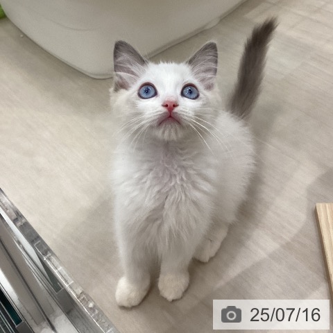 ラグドールの写真