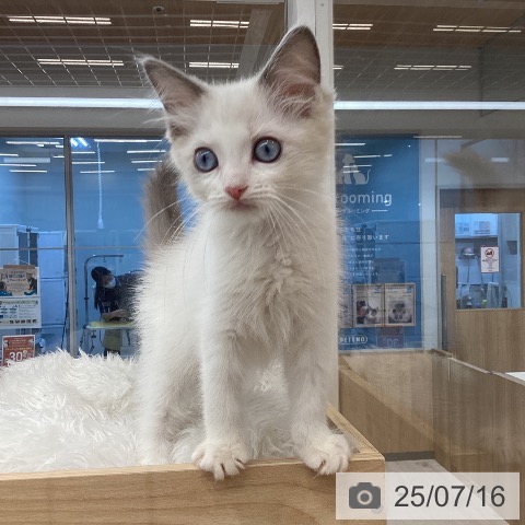 ラグドールの写真