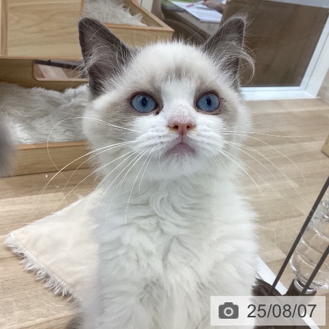 ラグドールの写真