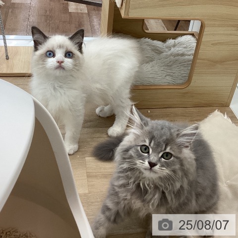 ラグドールの写真
