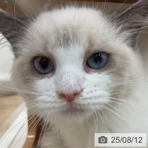 ラグドールの写真