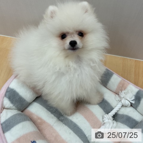 ポメラニアンの写真