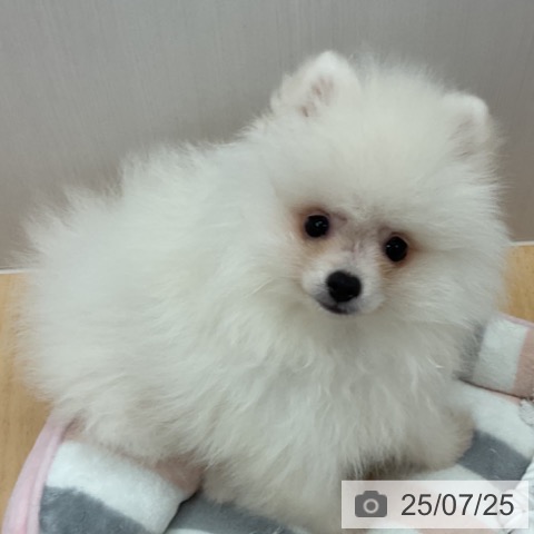ポメラニアンの写真