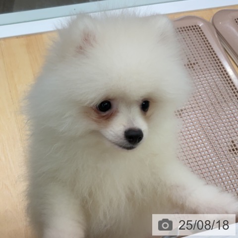 ポメラニアンの写真
