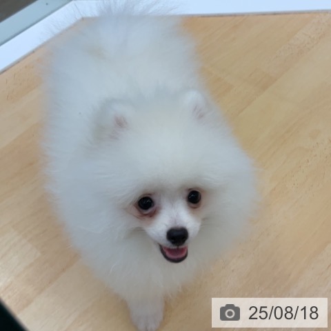 ポメラニアンの写真