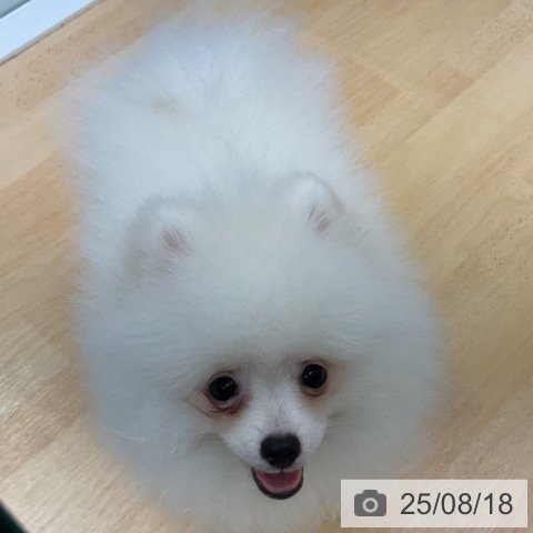ポメラニアンの写真