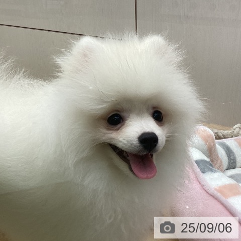 ポメラニアンの写真