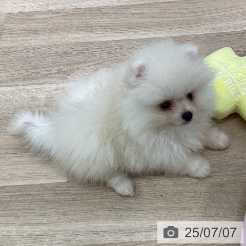 ポメラニアンの写真