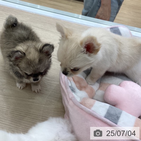 チワワの写真