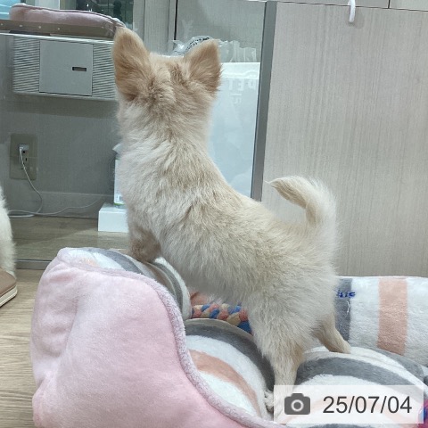 チワワの写真