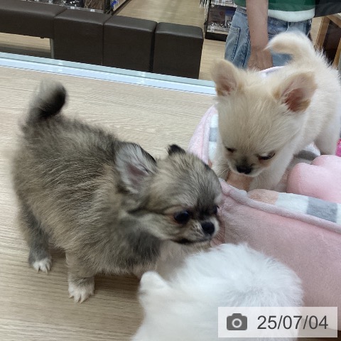 チワワの写真