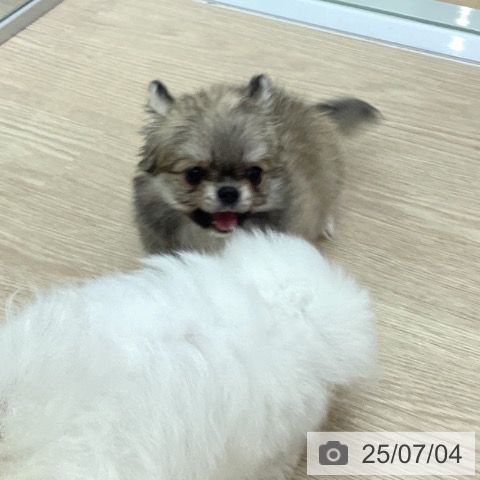 チワワの写真